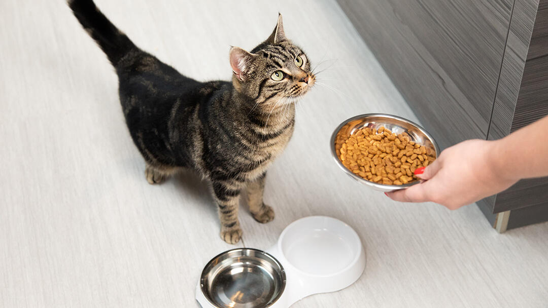 Cat Feeding Advice & Top Tips Purina Singapore